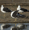 1cy fuscus in August, ringed in Finland. (81365 bytes)